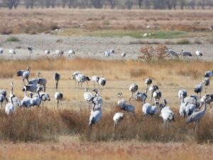 La fiesta de las grullas sigue en pie a pesar del brote de gripe aviar