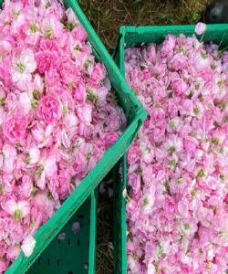 Rosar: el hidrolato que nace de tierras del Jiloca