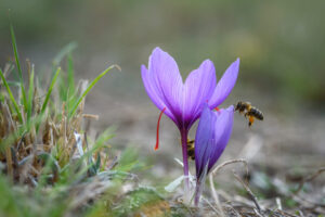 Horas entre flores para capturar la mejor imagen del azafrán