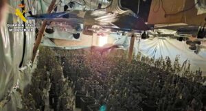 La Guardia Civil interviene en Bañón 381 plantas de cannabis